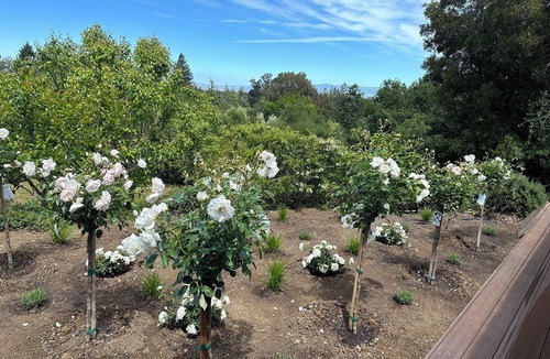 Los Altos Hills Cottage | Beautiful Cottage in the Heart Of Silicon Valley with Amazing Views!