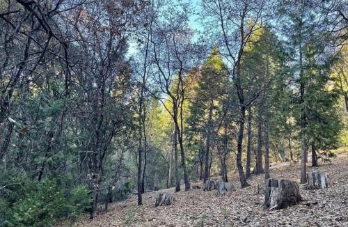 Phoenix Lake-Cedar Ridge Other | Gold Rush Historical Resort
