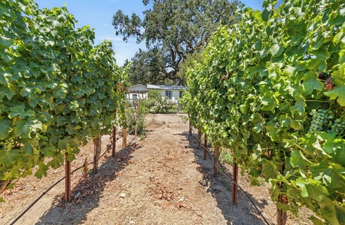 Healdsburg House | Spectacular Vineyard View! SPA, Close to Plaza!- 3br/2ba (up to 8 guests)