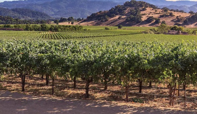 Vino Bello Resort at the Gateway to Napa & Sonoma - King Bdrm, Sleeps 4