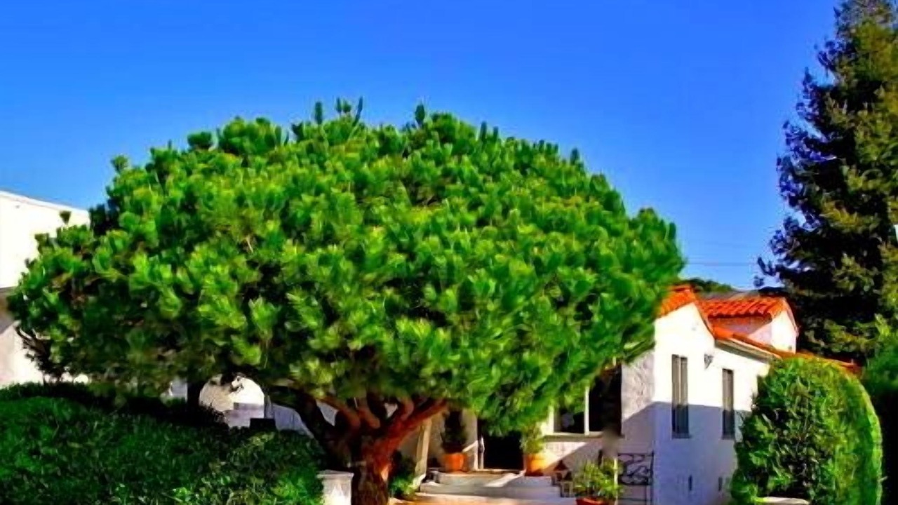 Photo of Others in San Clemente