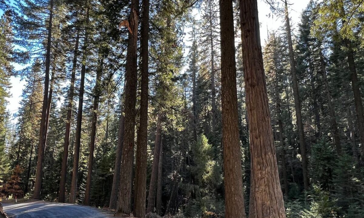 Photo of Others in Alta