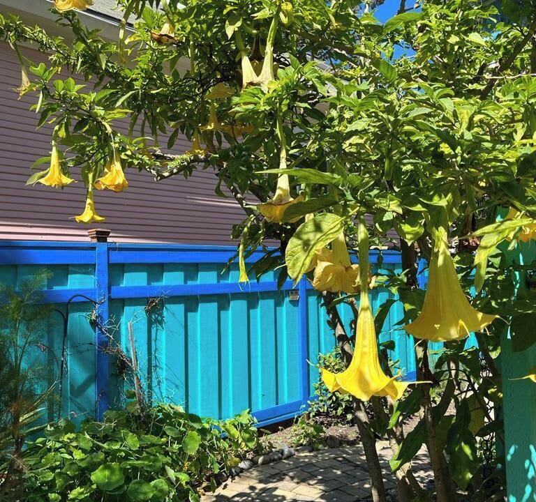 Photo of Outdoor in Westside Santa Cruz